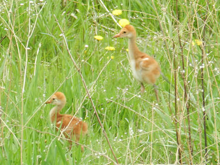 Sandhill Crane juveniles